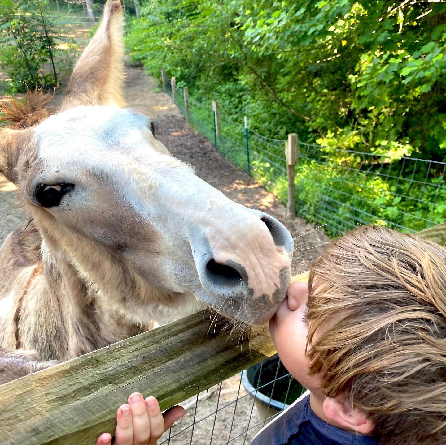 A boy kissing a donkey.