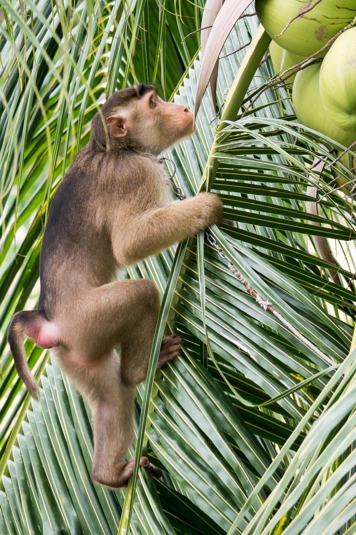 A monkey climbing a tree to pick coconuts.